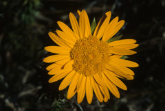 Oedera capensis