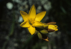 Ixia dubia