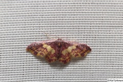 Lophosis labeculata