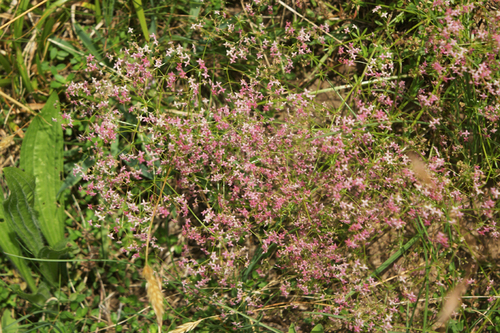Galium rubrum thumbnail