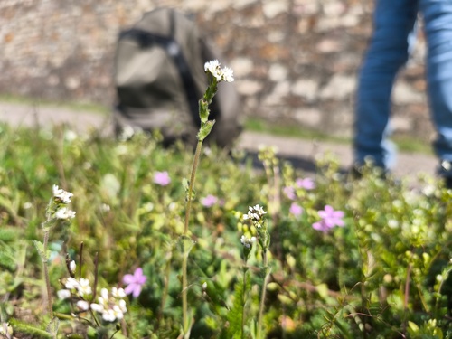 Wall Whitlowgrass (Draba muralis)