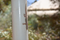 Gehyra purpurascens