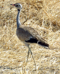 Eupodotis senegalensis