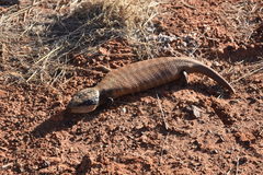 Tiliqua multifasciata