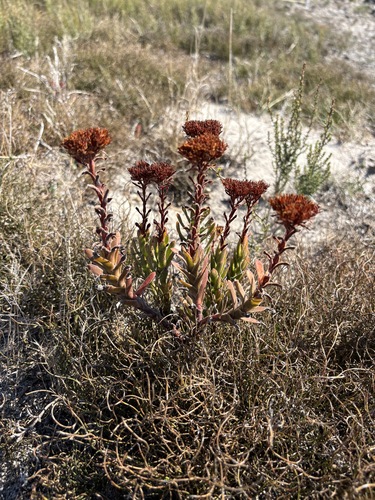Larochea flava (L.) Haw.