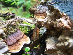 Australoporus tasmanicus