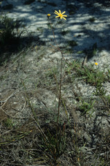 Osteospermum junceum