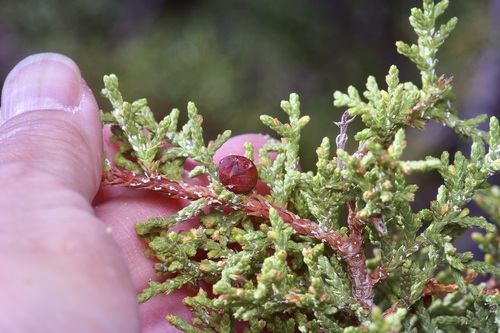 redberry juniper (Juniperus pinchotii)