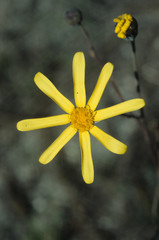 Osteospermum junceum