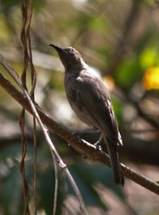 Myzomela obscura