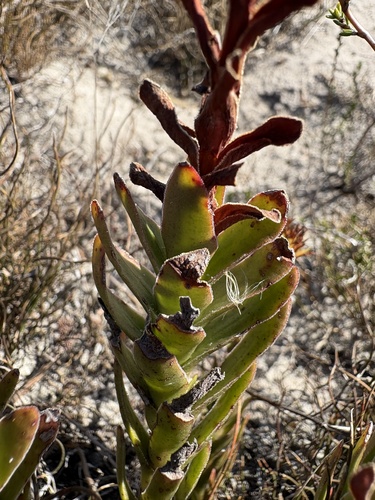 Larochea flava (L.) Haw. 2