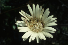 Gerbera tomentosa