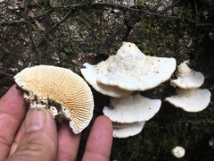 Trametes vespacea
