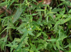 Hydrocotyle geraniifolia