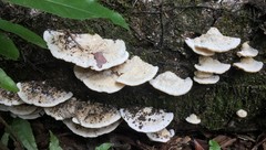 Trametes vespacea