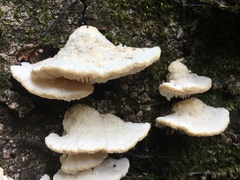 Trametes vespacea