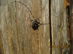 Acanthocinus aedilis