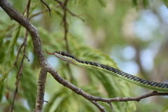Dendrelaphis inornatus