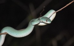 Trimeresurus insularis