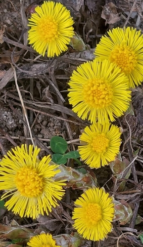 colt's-foot