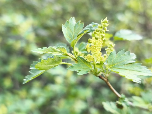 Alpine currant