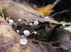 Hemimycena lactea