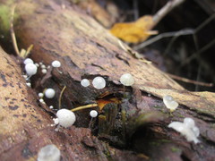 Hemimycena lactea
