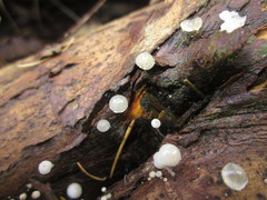 Hemimycena lactea