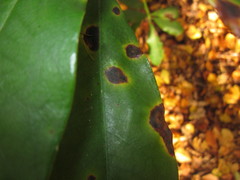 Mycosphaerella rhododendri