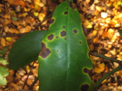 Mycosphaerella rhododendri