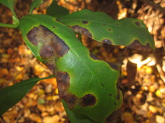 Mycosphaerella rhododendri