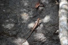 Sphenomorphus melanopogon