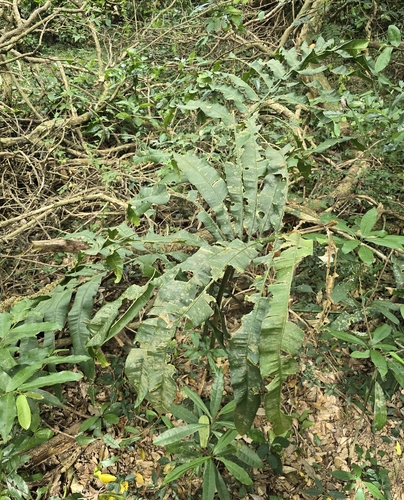 Stangeria eriopus, photograph 1