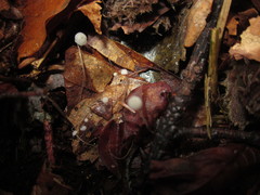 Mycena capillaris
