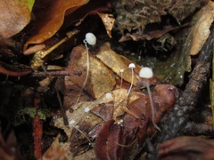 Mycena capillaris