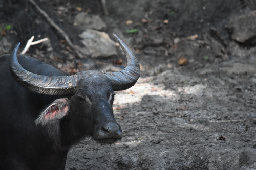 Domestic Water Buffalo