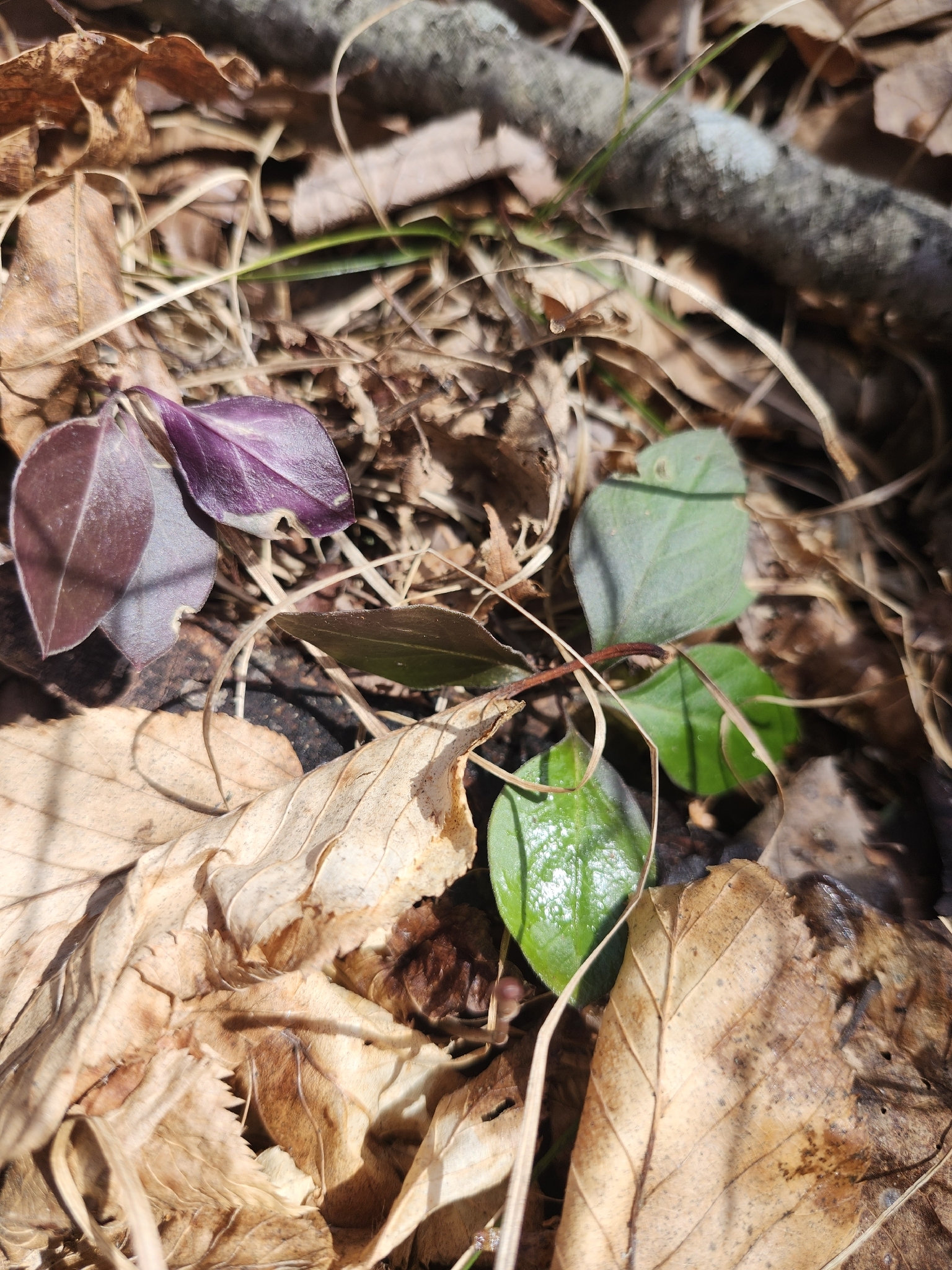 Imagem de Polygaloides paucifolia