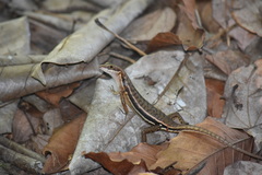 Sphenomorphus melanopogon