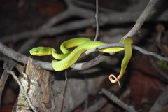 Trimeresurus insularis