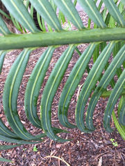 Cycas circinalis