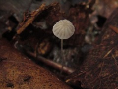 Mycena capillaris