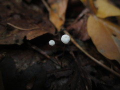 Mycena capillaris