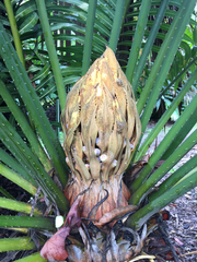 Cycas circinalis