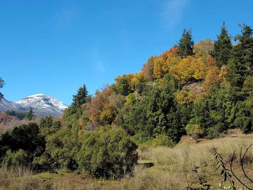 Nothofagus glauca, photograph 6