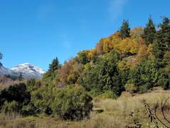 Nothofagus glauca, photograph (c) Cesar Ormazabal, some rights reserved (CC BY)