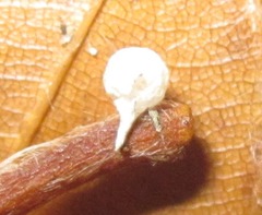 Paidiscura pallens