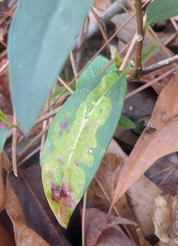 Unknown species found near West Ghent, Norfolk, VA, USA