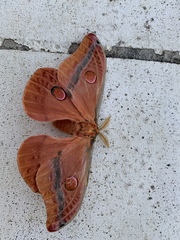 Opodiphthera loranthi