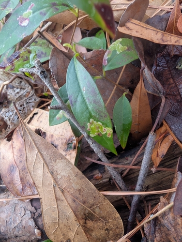 Unknown species found near West Ghent, Norfolk, VA, USA