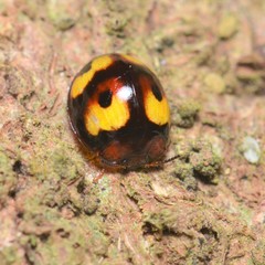 Derispia maculipennis